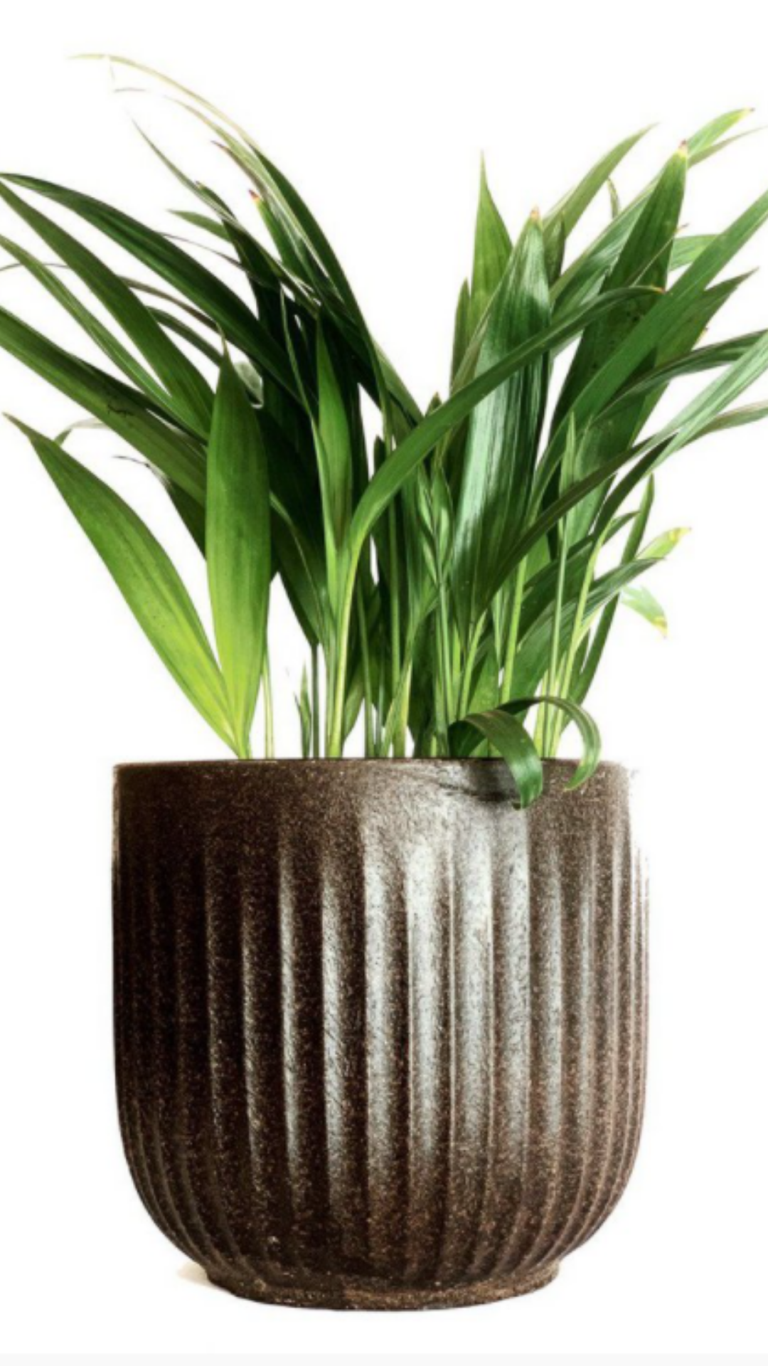 Cachepô Cappuccino - Recoffee