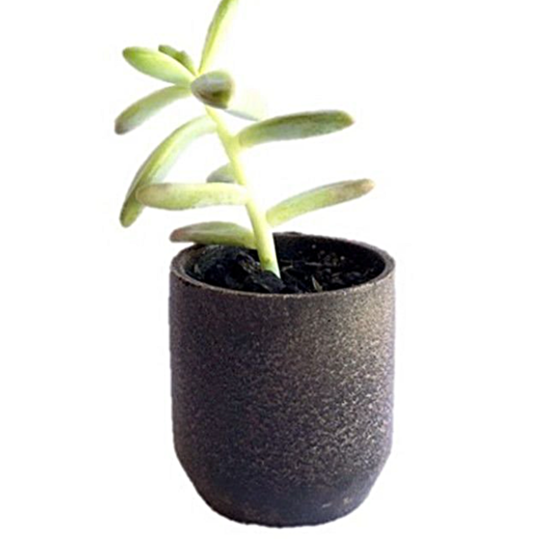 Vaso Expresso - Recoffee