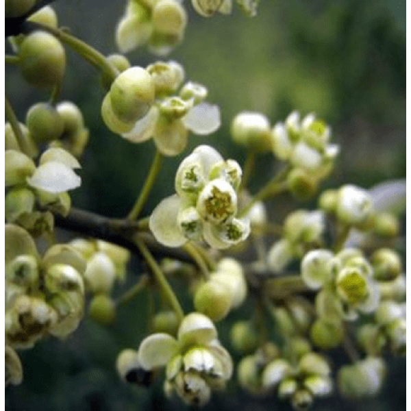 Óleo Essencial de Litsea Cubeba (Verbena Tropicana) 10ml Flora Fiora