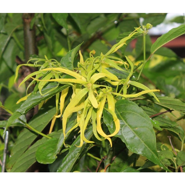 Óleo Essencial de Ylang-Ylang 5ml Flora Fiora
